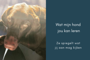 wat mijn hond jou kan leren